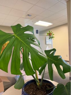 Huge happy monstera
