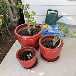 3 Matching Ceramic Outdoor Pots + Succulents 