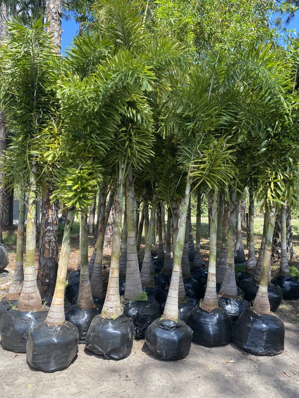 Foxtail Palms for Sale in FL, US OfferUp