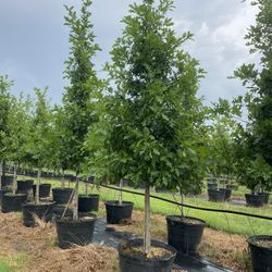 Dead tree Replacement Or New Trees 