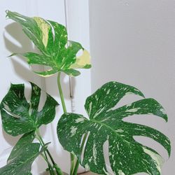 Beautiful Thai Constellation Monstera