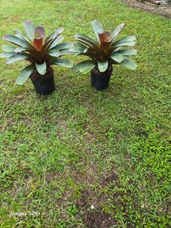 plants