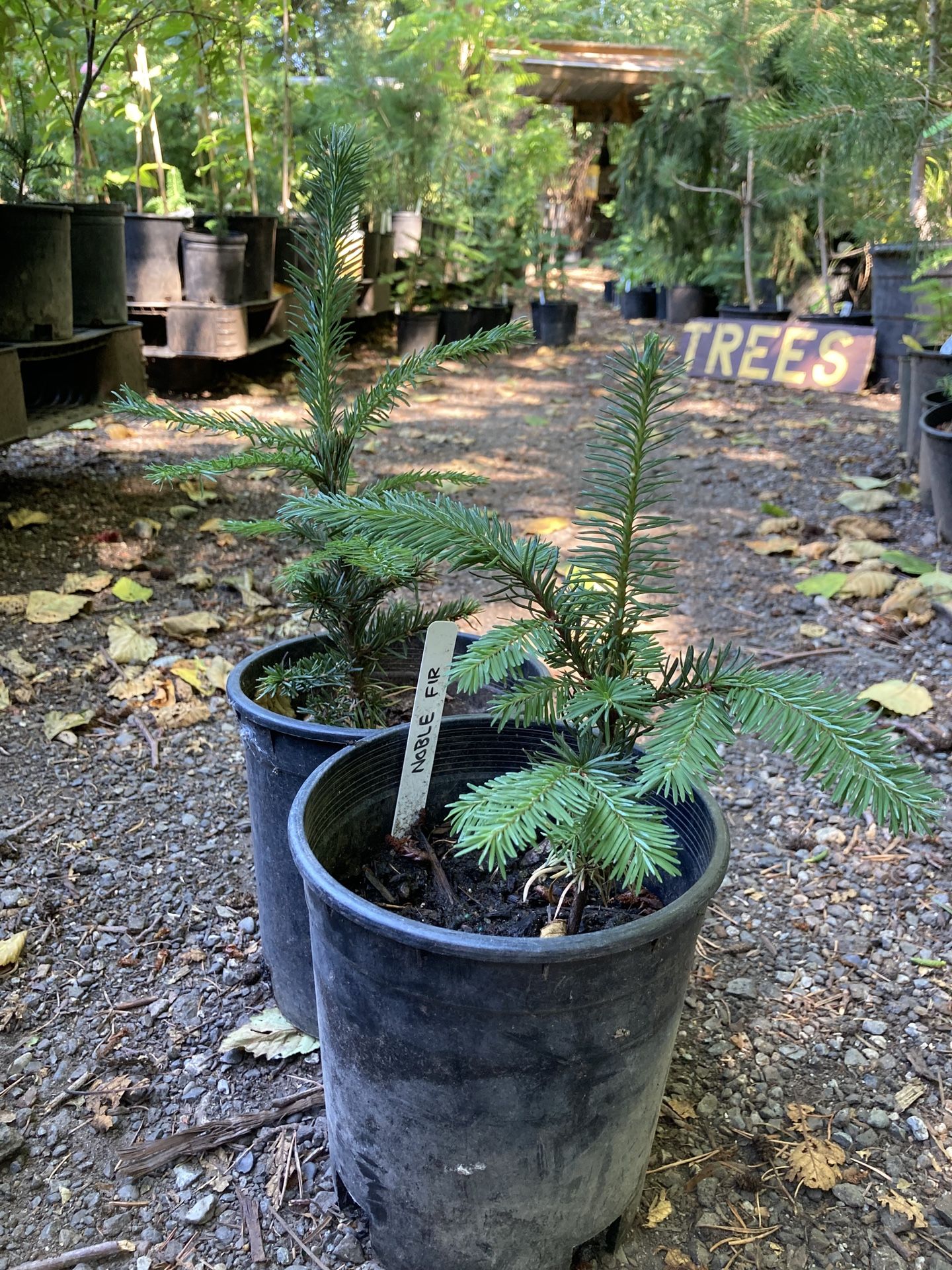 Noble Fir tree seedlings for Sale in Puyallup, WA OfferUp