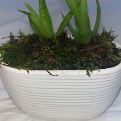 White Ceramic Planter