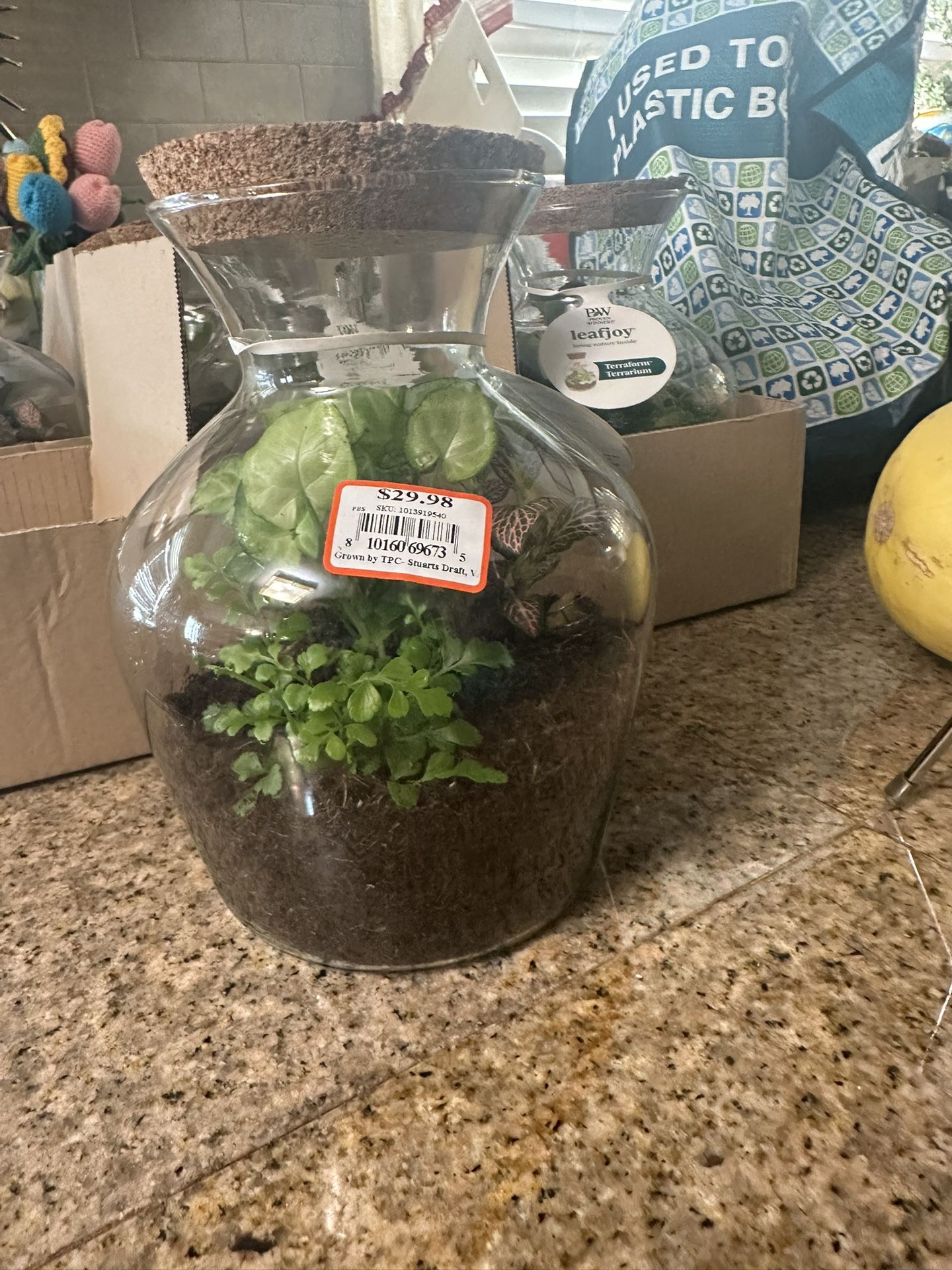 Plant