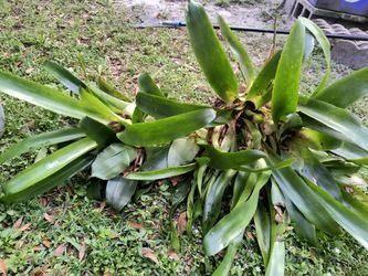 Bare Root Plant Sale $15