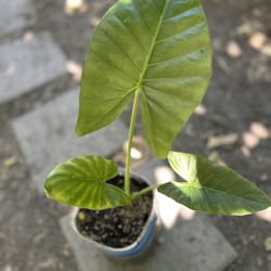 Hoja Elegante