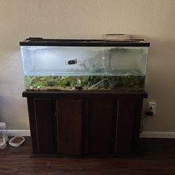 55 gallon Fish Tank (with A Handful Of Fish)
