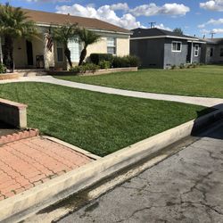 Rye Grass