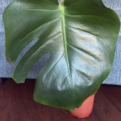 Rooted Monstera Cuttings #1