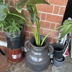 A Large Array Of Many Plants Available For Purchase