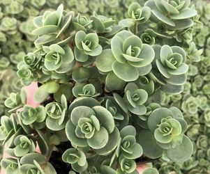 Sedum Sunsparkler Starts