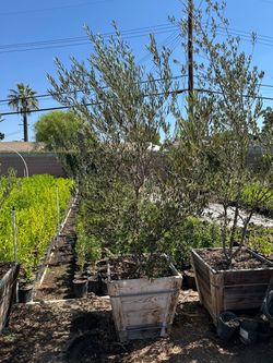 Fruiting olive multi trunk