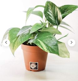 Pothos Devil’s Vine 🌱