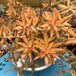 Adolphii Firestorm Succulent 