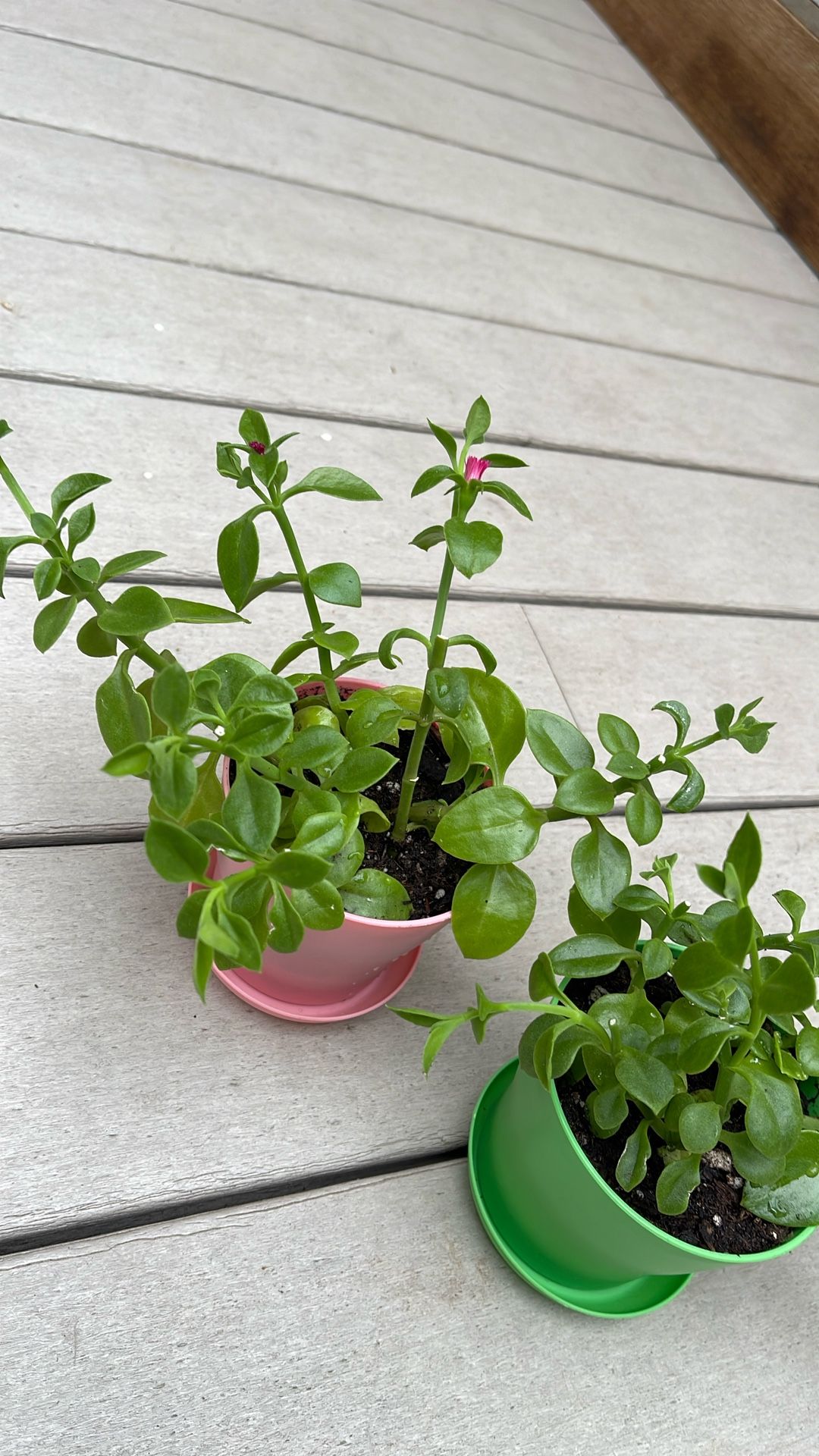 Baby Sun Rose Trailing Ice Plants.