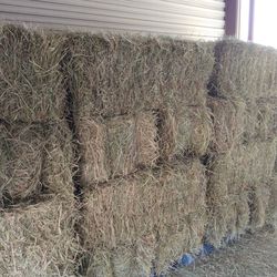 Hay - Square Bales