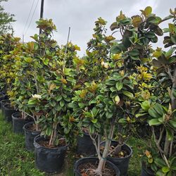 Magnolias Tree 15gallones teddy bear