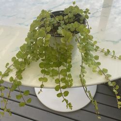 Golden Creeping Jenny ‘Aurea’ Lysimachia Nummularia (Outdoor & Indoor Live Plant)