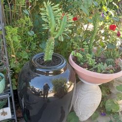 euphrobia con la base de ceramica