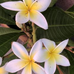 28" Tall White Yellow Plumeria