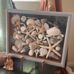 Seastar and seashell framed Vintage collection