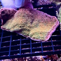 Saltwater Aquarium Decorations