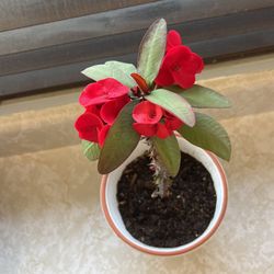 New Millonary completely Red Rooted BloomingCrown TornSame potCome With Many Shoots In Ceramic Pot Available 3 Same Size pots$30.00 each one