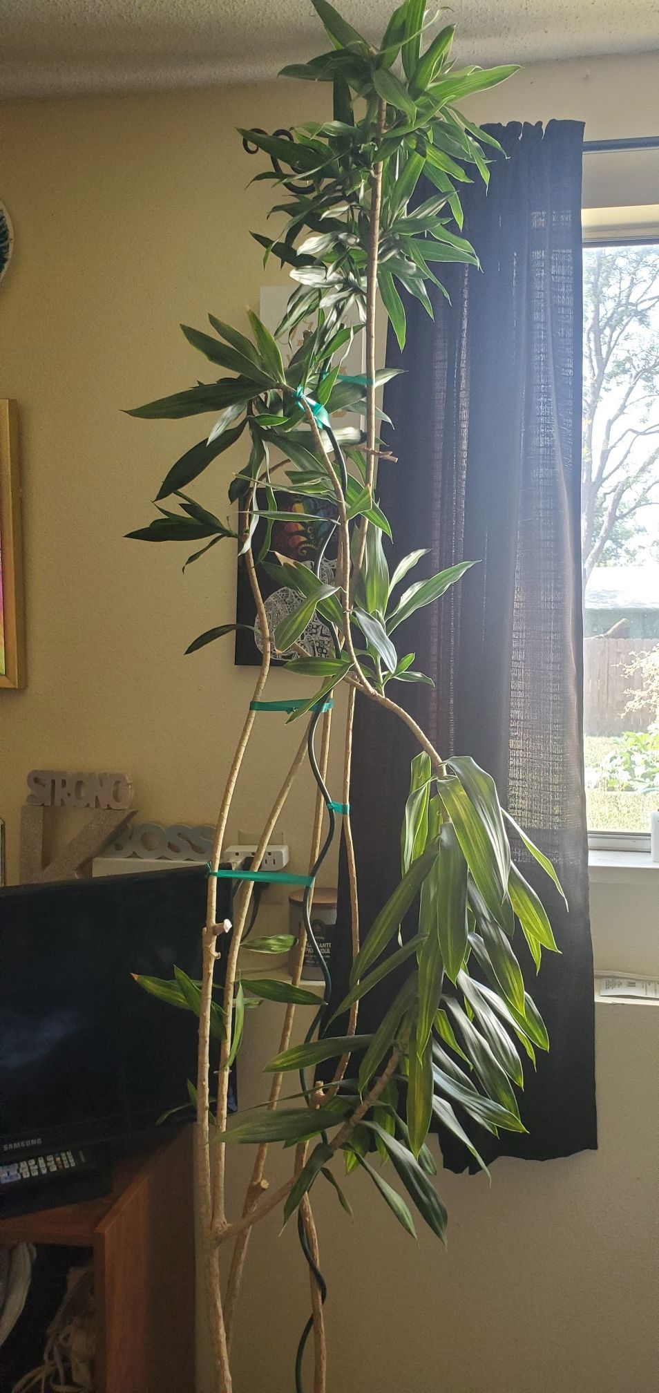 6' tall Pleomele Reflexa house plant