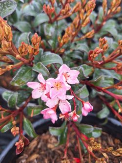 Ballerina Indian Hawthorn