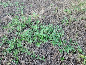 Native ground cover - frog fruit plugs (6 pack)