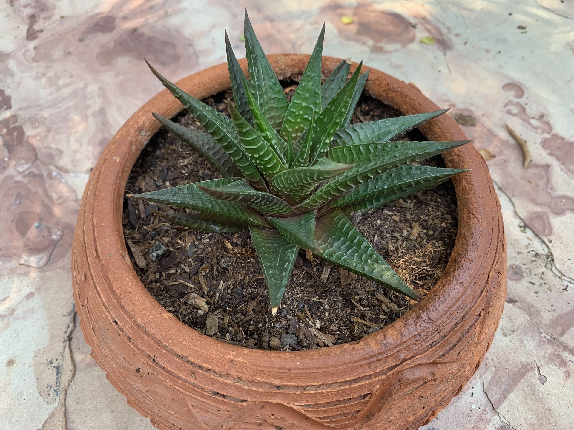 Haworthia aloe succulent in clay pot