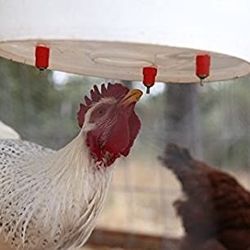 Poultry Waterer