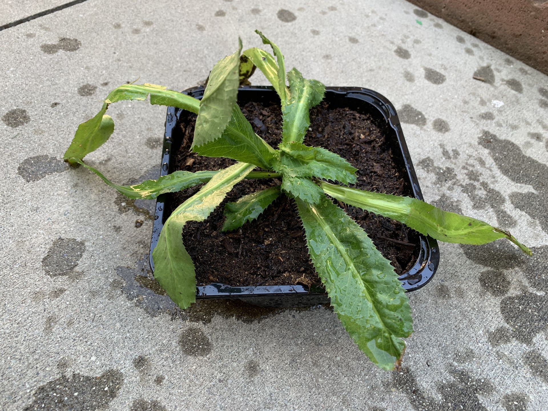 NGÒ GAI / Sawtooth Herb / Mexican / Wild /Thorny coriander / Culantro. 5$
