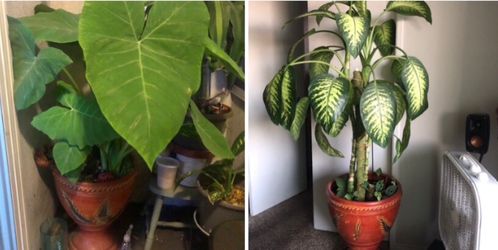 2 plantas con masetas  grande x $100
