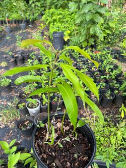 Honey Mango plants seedling