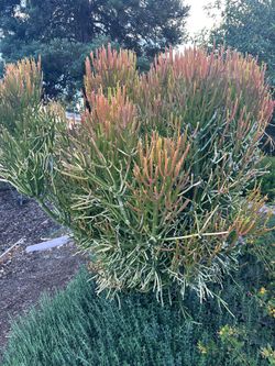 Fire plant succulent