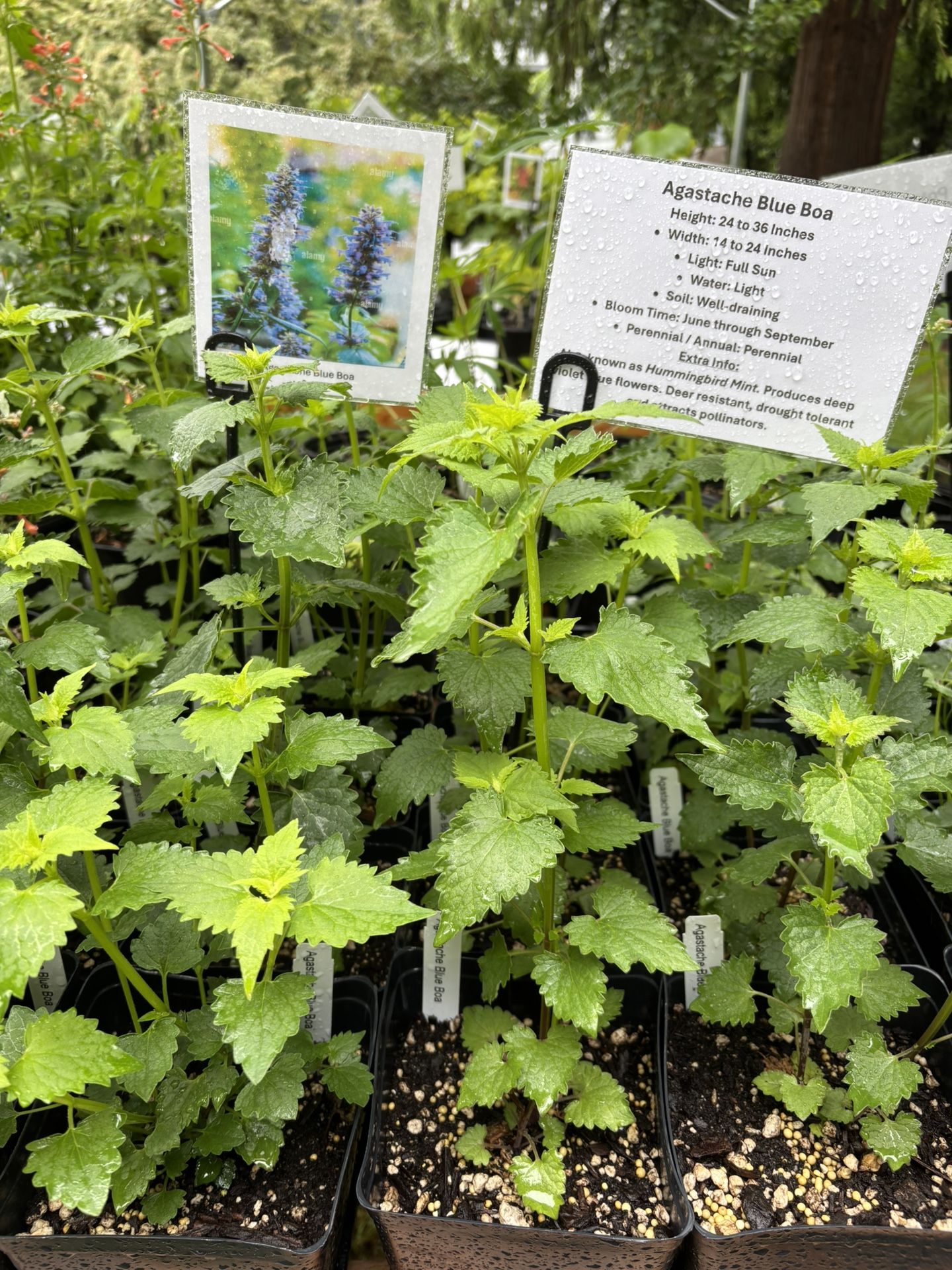 Agastache Plants