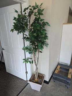 Ficus tree