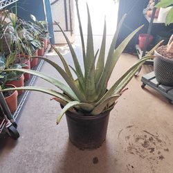 Aloe ( Sábila) Plant