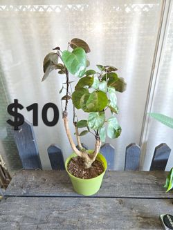 Aralia fabian bonsai