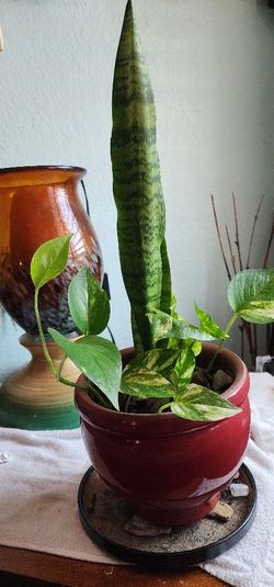 Snake Plant With Pothos.. In Ceramic Pot