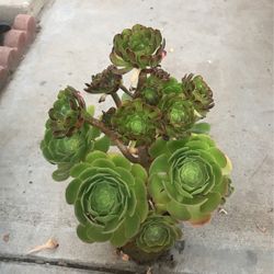 Aeuniums 2 Varieties