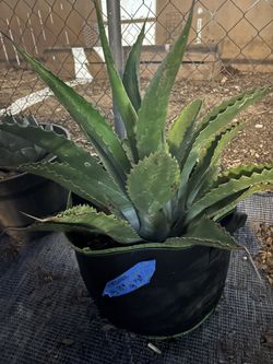 Agave Salmania (green giant)