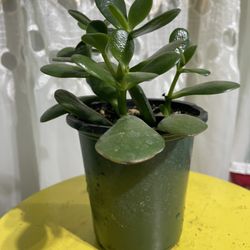 Jade Suculent 