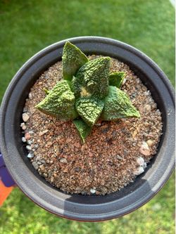 Ariocarpus Godzilla seed grown cactus