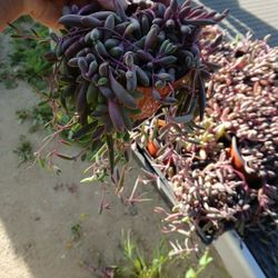 Succulent Asking $25 For All 