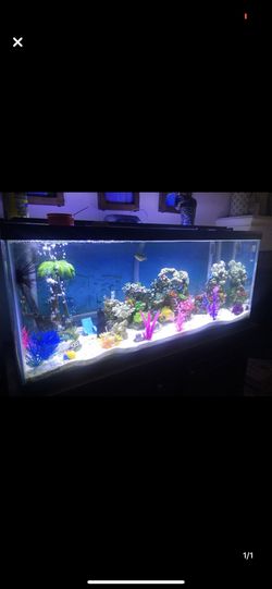 Fish tank, decor, and equipment