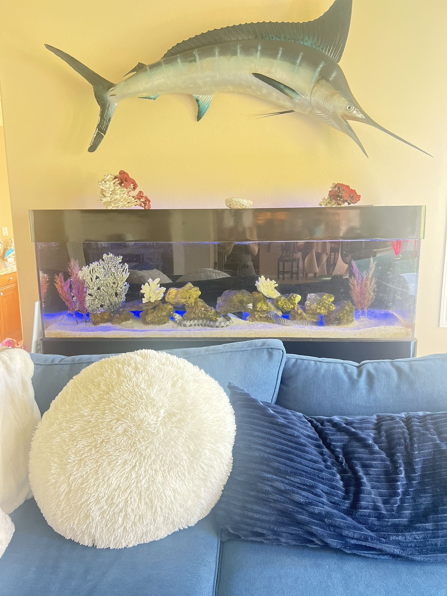 Fresh Water Aquarium 86 L 24 Top To Bottom 26 Front To Back