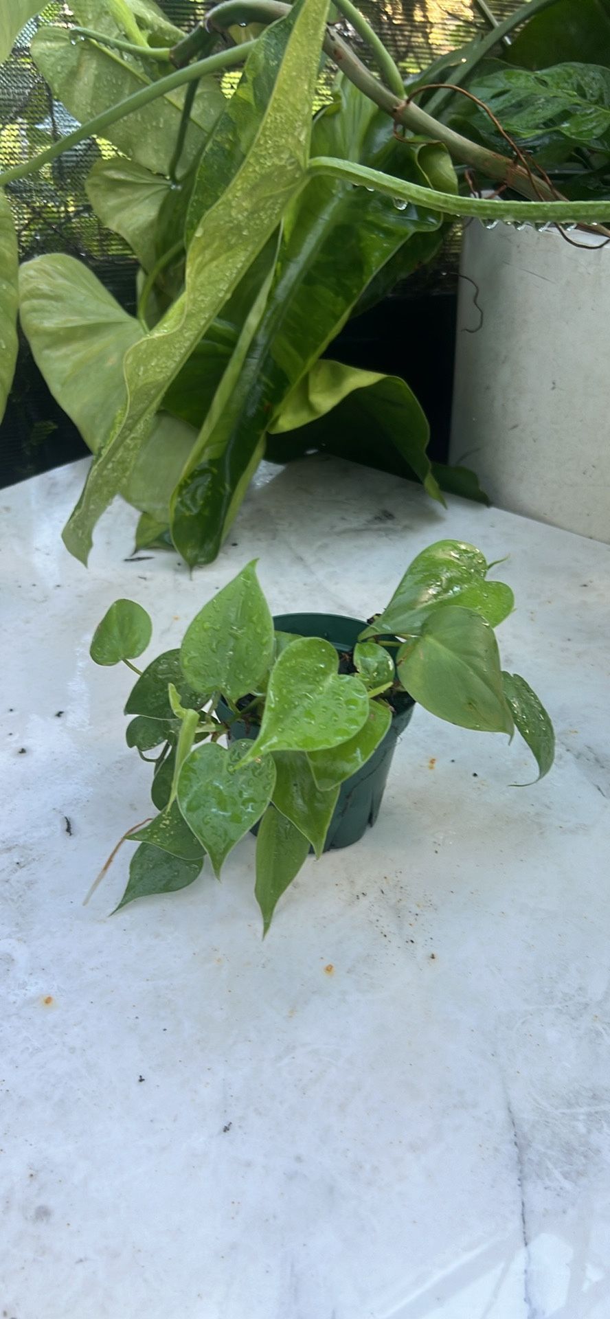 Heart Leaf Philodendron 4”
